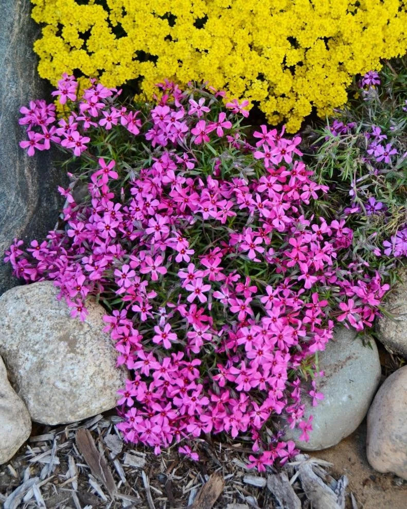 Atropurpurea Phlox Seeds - 100+ Pack for Garden Planting - Vibrant Purple Flowers - Phlox paniculata
