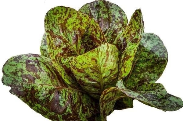 Freckles Romaine Lettuce Seeds - 500+ Heirloom Organic Non-GMO - Fresh Seeds for Home Garden - Lactuca sativa