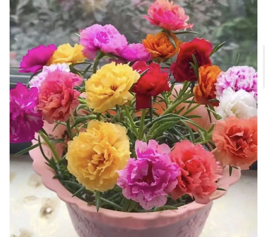 1000+ Seeds Mixed Moss Rose - Vietnam Rose, Portulaca Grandiflora - Colorful Garden Blooms, Buy 2 Get 1 Free!