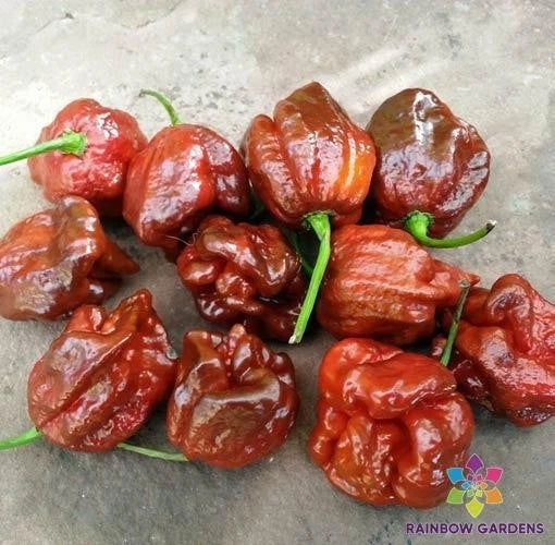 7 Pot Brown Hot Pepper Seeds - 25+ Count - Capsicum chinense - Ideal for Garden Planting - USA Grown