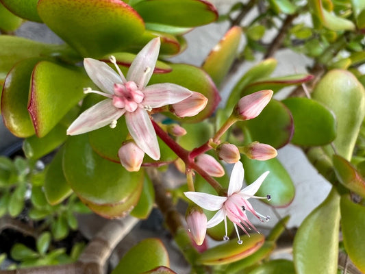 Jade Plants Set of 2 - Crassula Ovata Live Rooted Succulent - Money Plant (7" Tall, No Pot)
