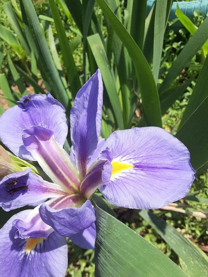 Iris Plants Ready to Plant (2) - Purple Bearded Iris Germanica Rhizomes