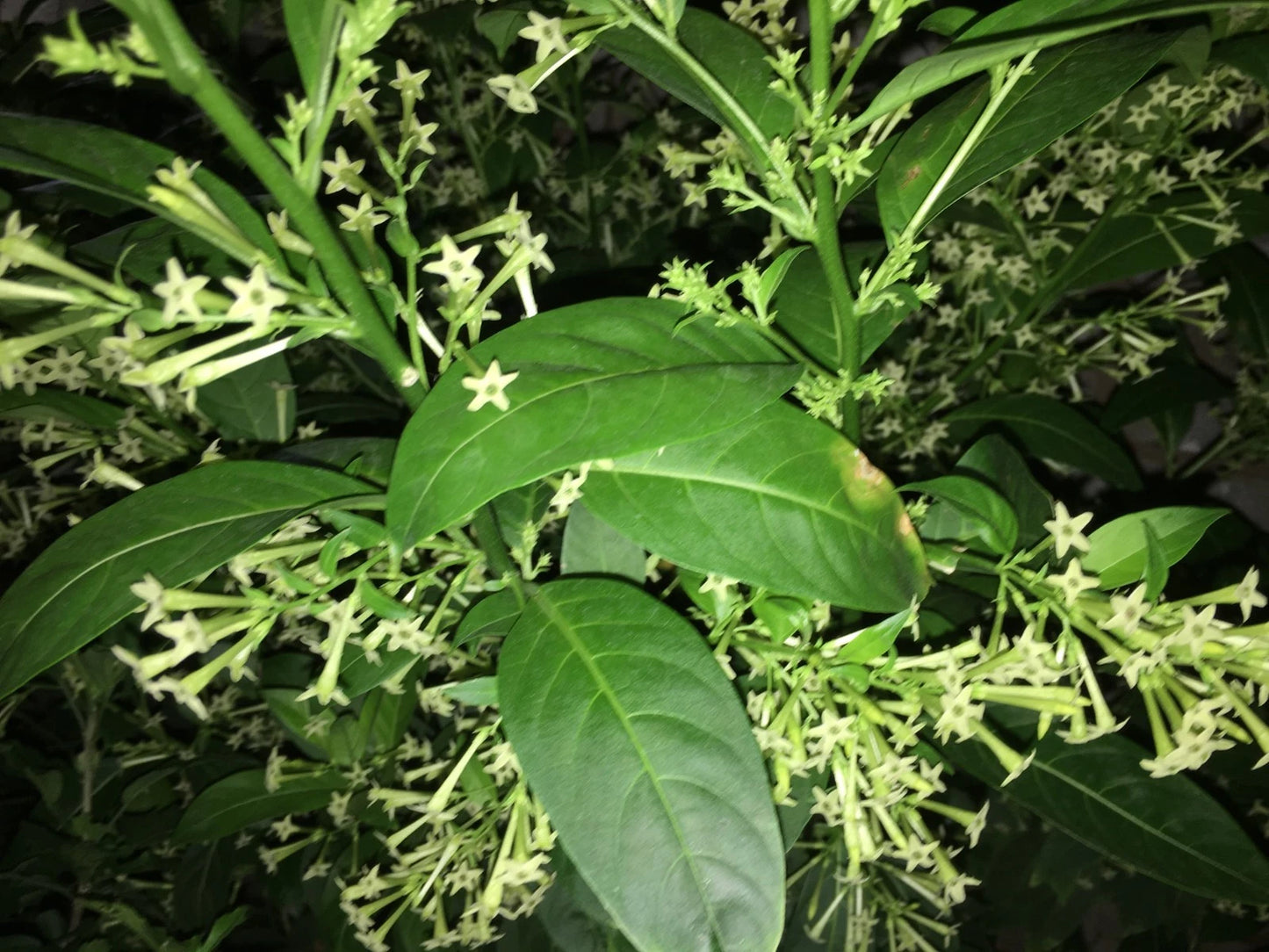 Night Blooming Jasmine Plant in 5" Pot, Cestrum nocturnum, Tropical Fragrant Flowering Shrub