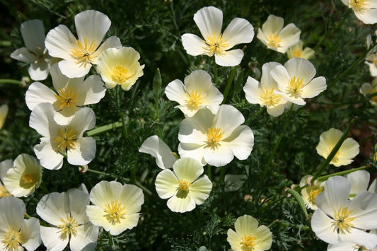 California White Linen Poppy Seeds - 200+ Seeds for Garden - Papaver somniferum - USA Grown, Free Shipping