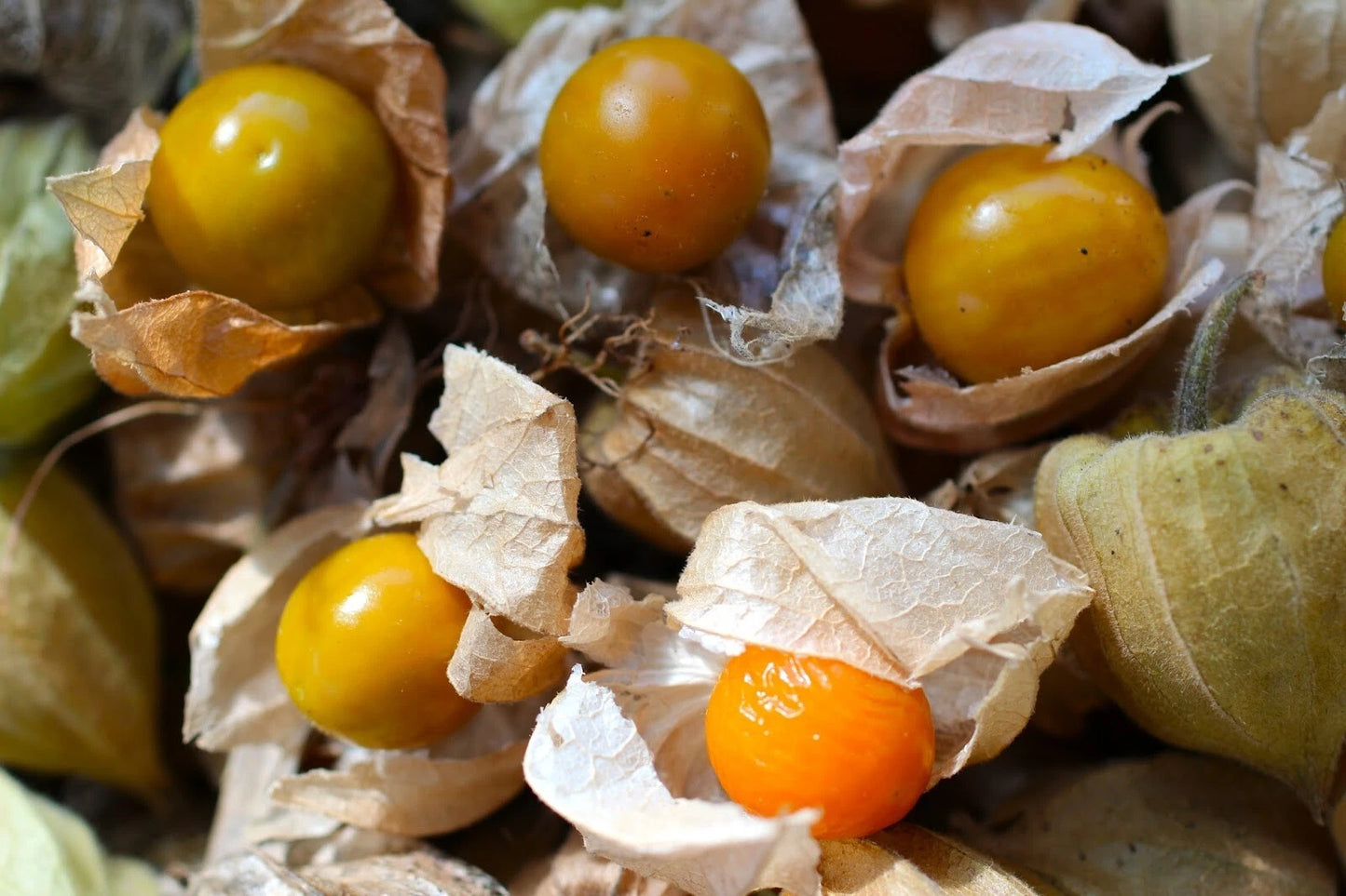CAPE GOOSEBERRY SEEDS - 100+ Rare Heirloom Ground Cherry Seeds - Sweet Fruit - Physalis peruviana