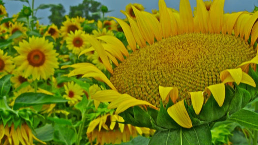 15 Seeds Sunflower Giant Mammoth Yellow Flower Helianthus annuus - Large Blooming Garden Seeds, Free Shipping
