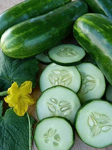 Cucumber Seeds - 100 Count - Marketmore 76 - Open Pollinated, Non-GMO, Organic - Cucumis sativus