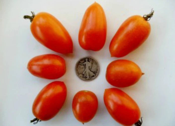 Amish Gold Tomato Seeds - 25 Seeds - Paste/Slicer Variety - Solanum lycopersicum - 2024 Harvest