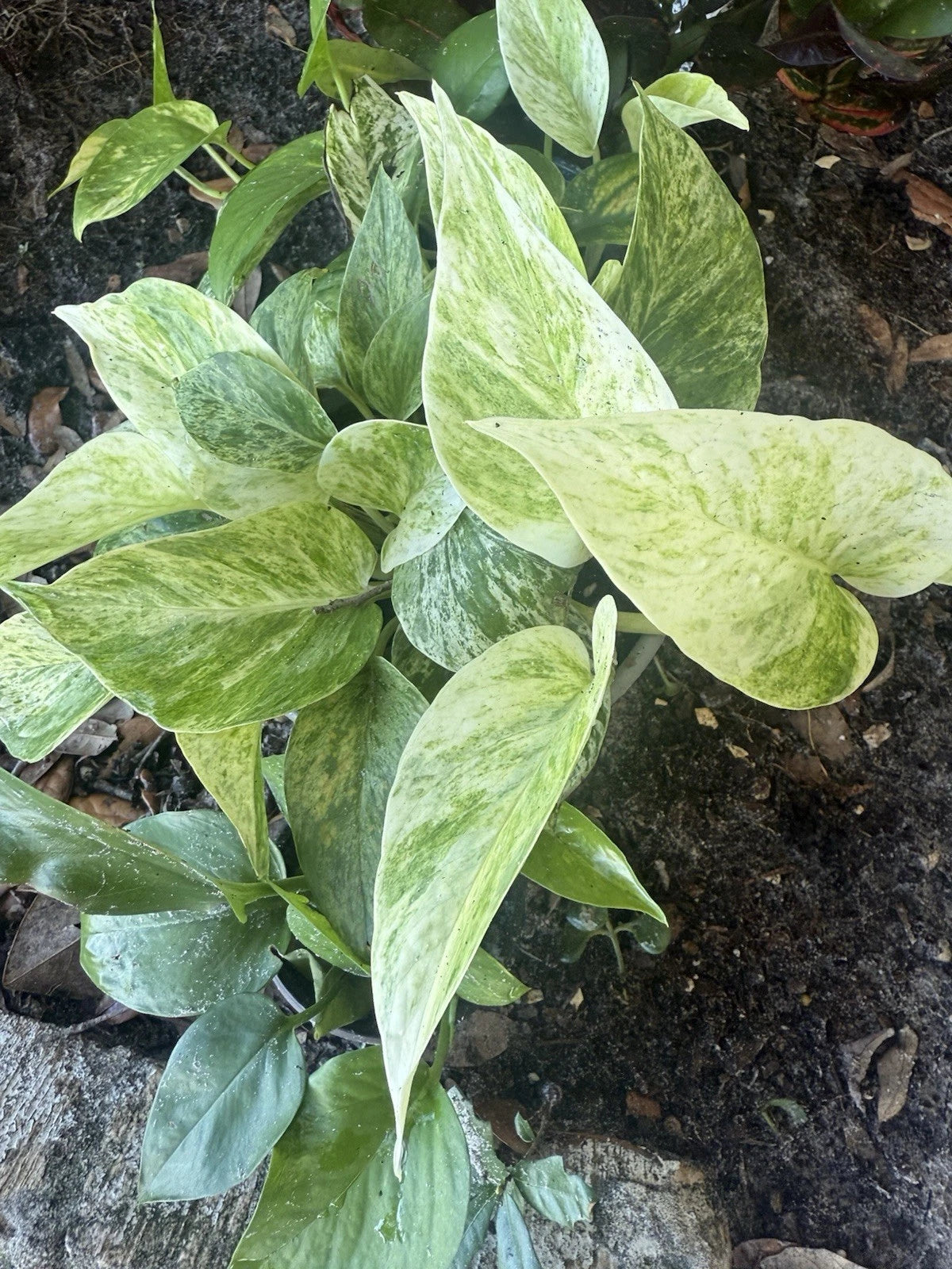 Assorted Pothos Plant Cuttings - 5 Rooted Easy Houseplants for Beginners - Epipremnum aureum