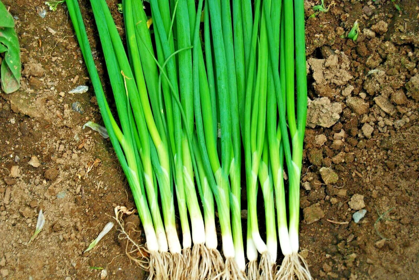 500+ Japanese Evergreen Bunching Green Onion Seeds, Welsh Nebuka He Shi Ko, 70 Day Variety, Allium fistulosum