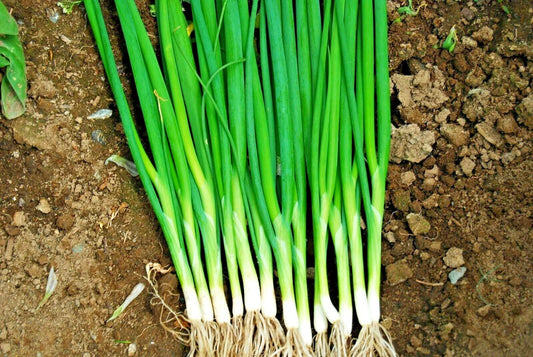 500+ Japanese Evergreen Bunching Green Onion Seeds, Welsh Nebuka He Shi Ko, 70 Day Variety, Allium fistulosum