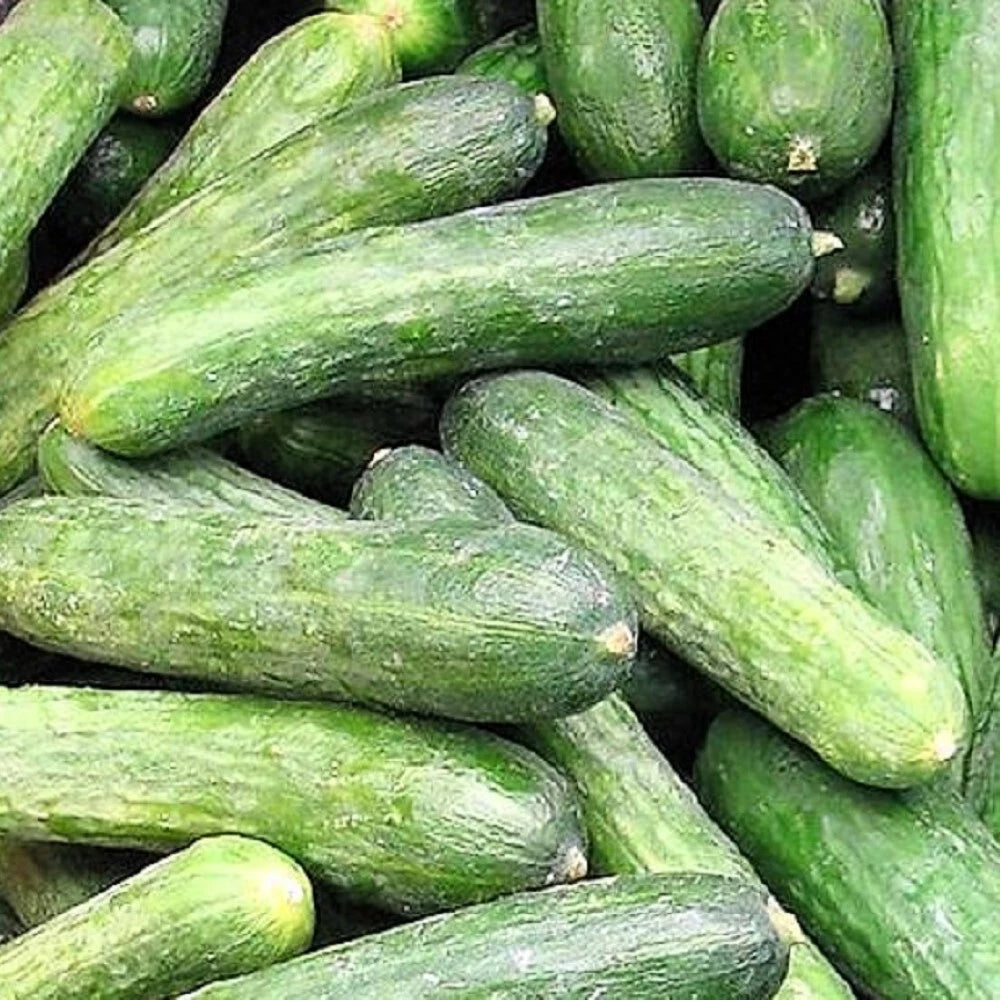Rhinish Pickle Cucumber Seeds | NON-GMO Heirloom | Fresh Garden Seeds | Cucumis sativus