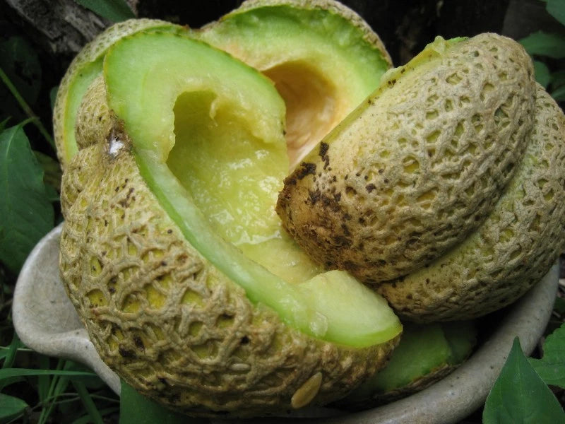 Cantaloupe Seeds - Jenny Lind Variety - Fresh Seed for Planting - Cucumis melo
