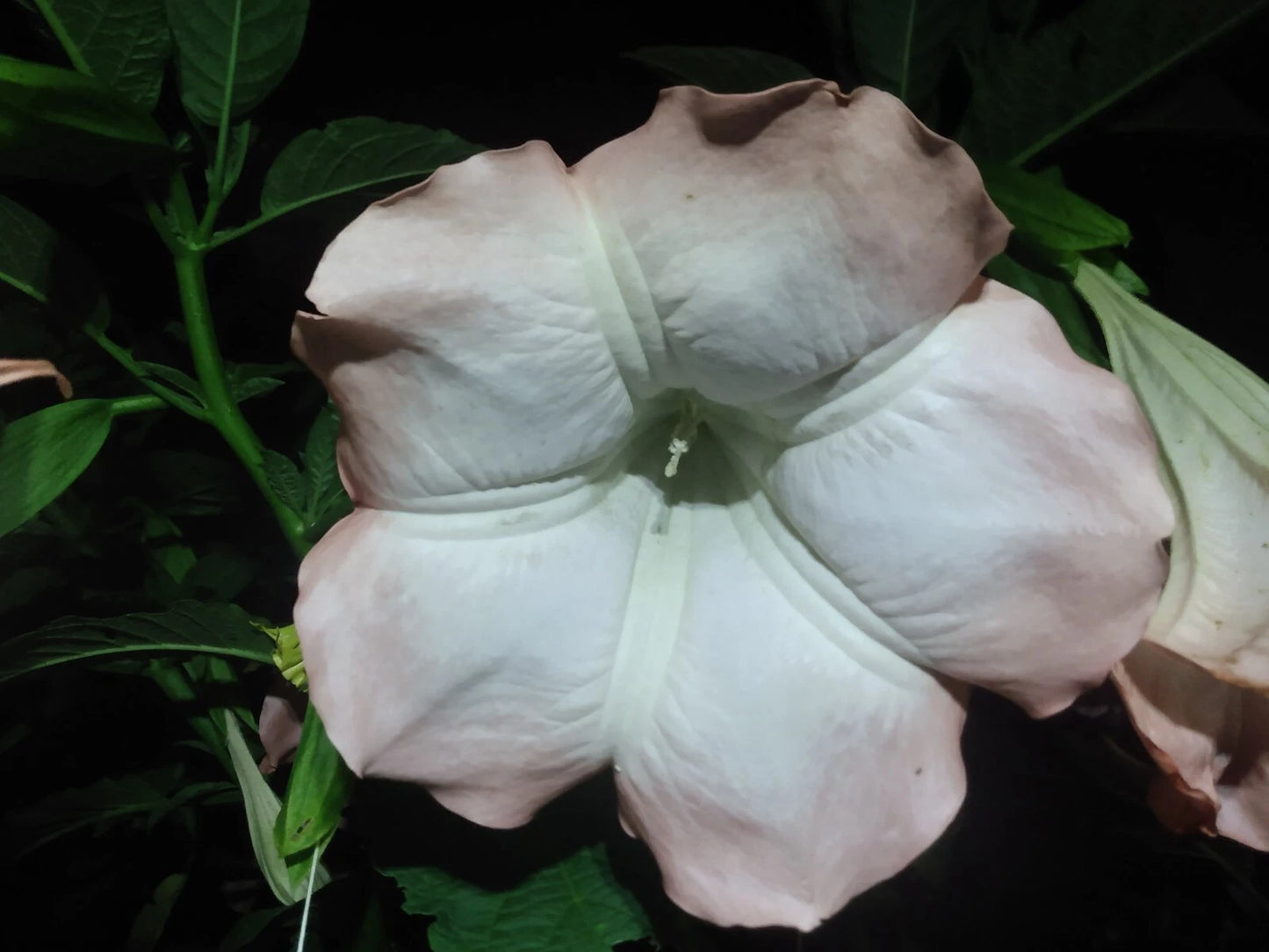 Brugmansia Cuttings - 10 Pink/Peach Angel Trumpet - Huge Fragrant Flowers - Easy to Grow