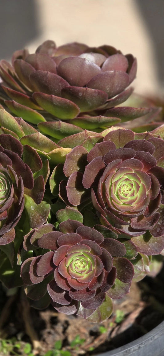 Aeonium Halloween Cutting - Succulent Plant Cutting - Unique Dark Purple Color - Aeonium arboreum 'Zwartkop'