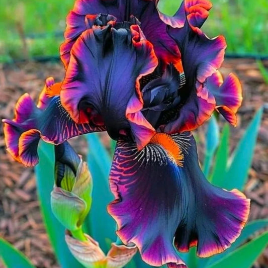 Black & Flame Iris Flower Seeds - 35 Count - Unique Multicolor Blooms - Iris germanica