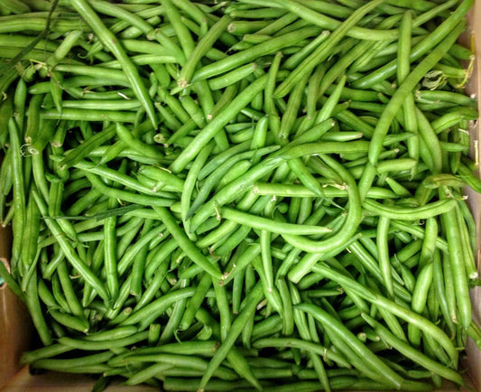 Kentucky Wonder Pole Green Bean Seeds - Fresh Organic Seeds - Phaseolus vulgaris - Non-GMO, Heirloom Variety