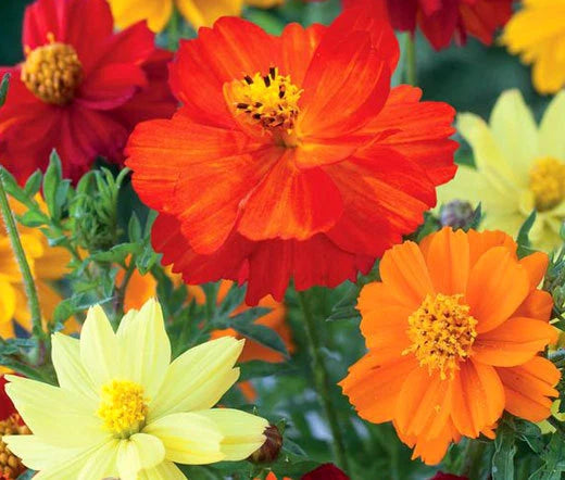 Bulk Cosmos Seeds - 2,500 Count - Sulphur Mixed Variety - Cosmos Sulphureus