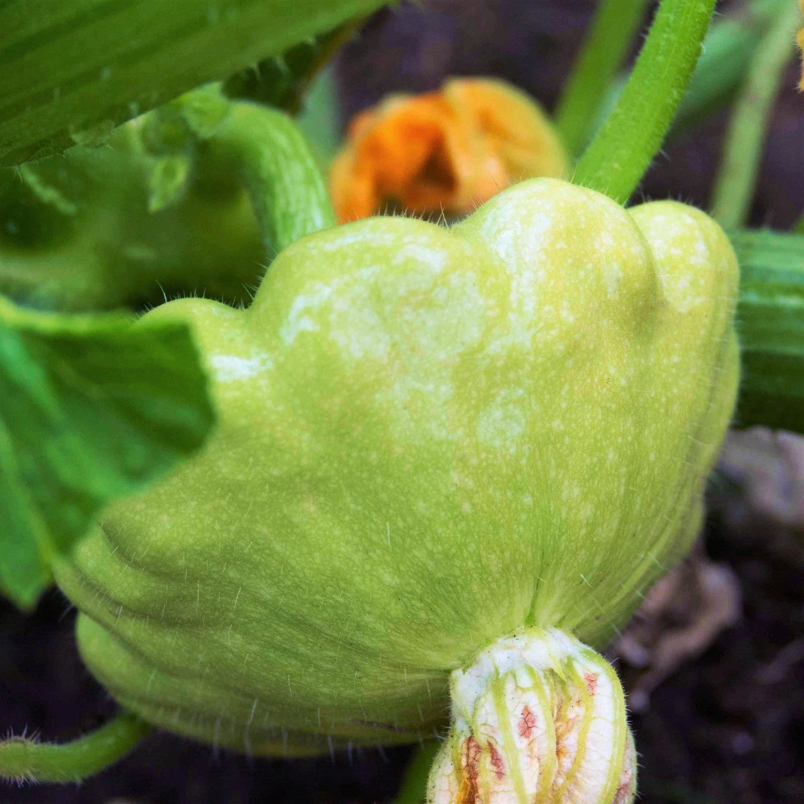Patty Pan Squash Seeds - Benning's Green Tint - 40+ Count - Bush Scallop Squash (Cucurbita pepo)