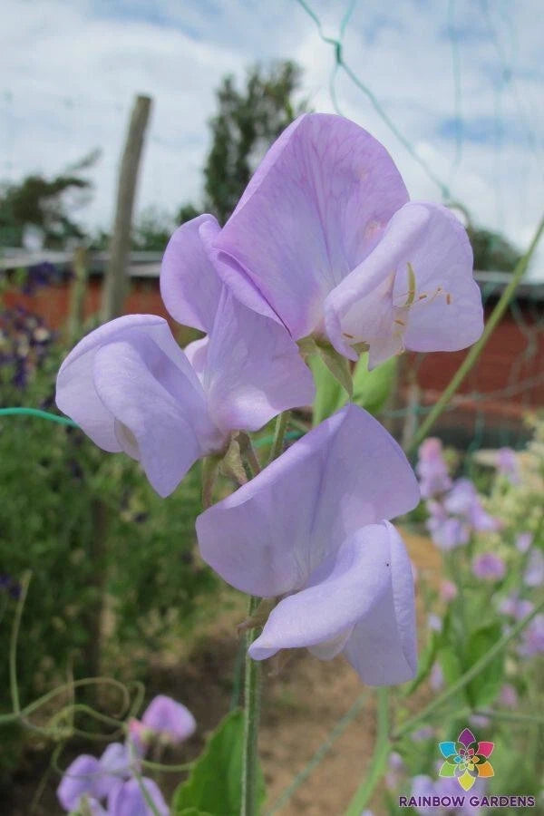 50+ Lady Grisel Hamilton Sweet Pea Seeds - Heirloom Flower Seeds for Garden - USA Grown, Non-GMO
