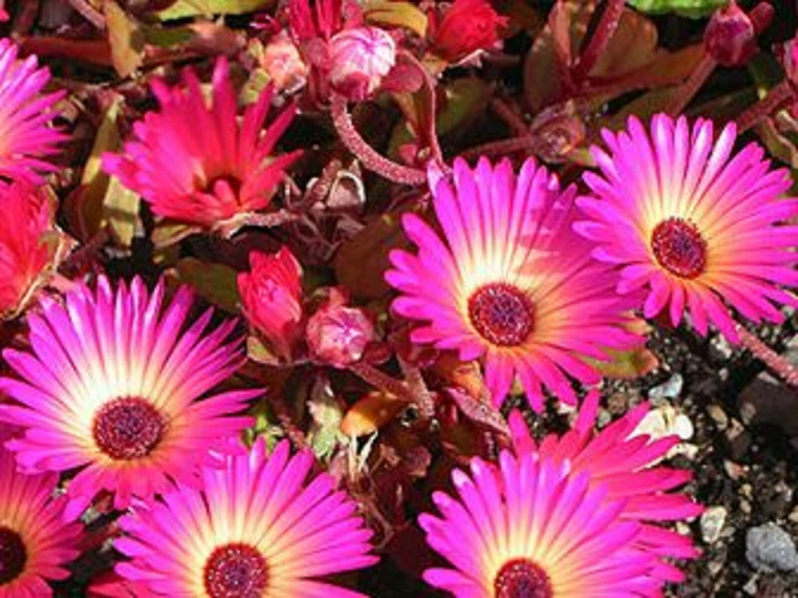 Ice Plant Succulent Seeds - 50+ Seeds - Dorotheanthus bellidiformis - Drought-Tolerant, Colorful Ground Cover