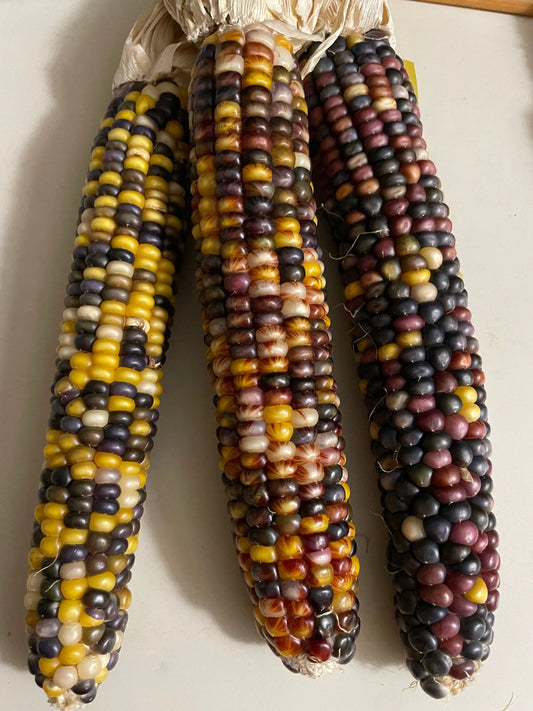 35 Glass Gen Indian Corn Seeds for Planting, Vibrant Organic Variety, Zea Mays, 2024 Harvest