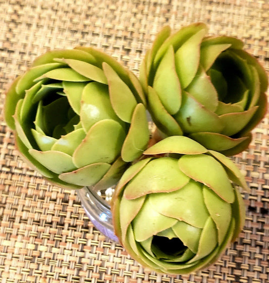 AEONIUM Cuttings 3" Diameter Rose Bud Variety - Greenovia? Succulent Plant Cuttings