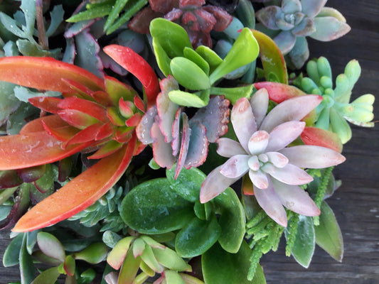 Assorted Succulent Cuttings - 15 Healthy & Colorful Varieties - Perfect for Plant Lovers - Ideal for DIY Arrangements