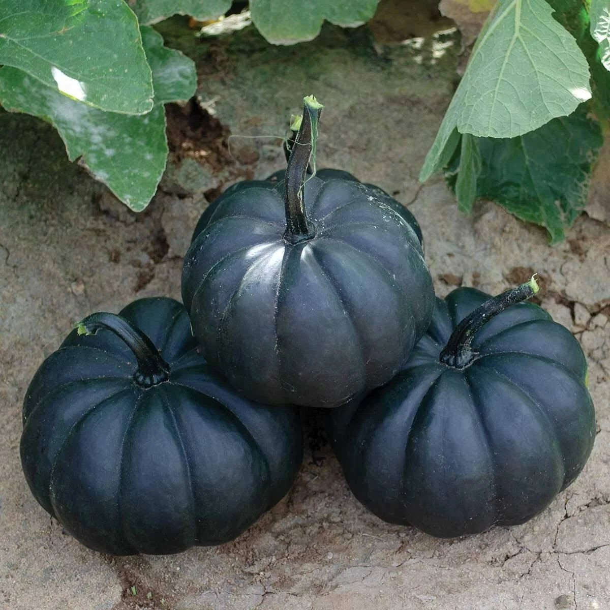 Black Pumpkin Seeds - 10 Exotic Seeds for Stunning Black Kat Pumpkins (Cucurbita pepo)
