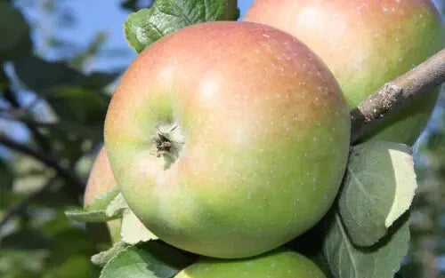25+ Belle Fleur de France Apple Seeds - Heirloom Variety for Garden Planting - Malus domestica - USA