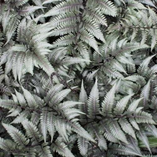 Japanese Painted Fern Seeds - 500+ Spores Mix of Best Hybrids - Athyrium niponicum Varieties