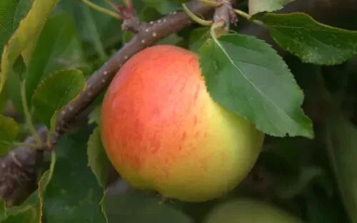 Gala Apple Seeds - 25+ Pack for Garden Planting - Malus domestica - USA Grown - Heirloom Variety