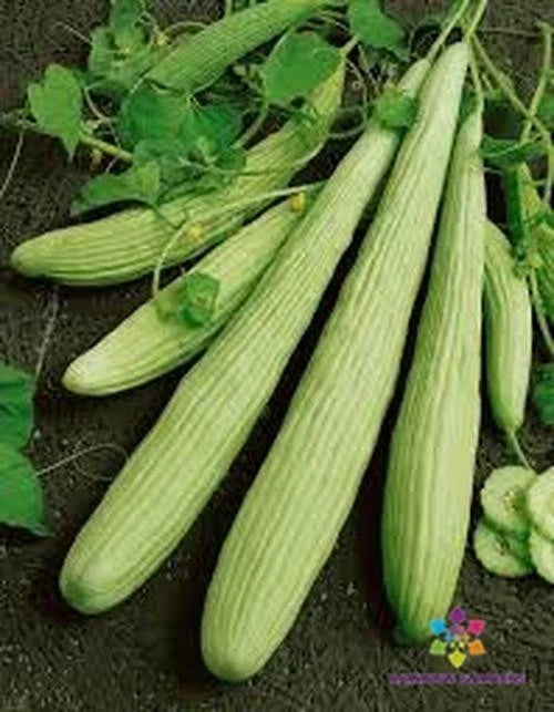 Armenian Pale Green Cucumber Seeds - 25+ Pack - Heirloom Variety - Cucumis melo subsp. sativus - USA Grown