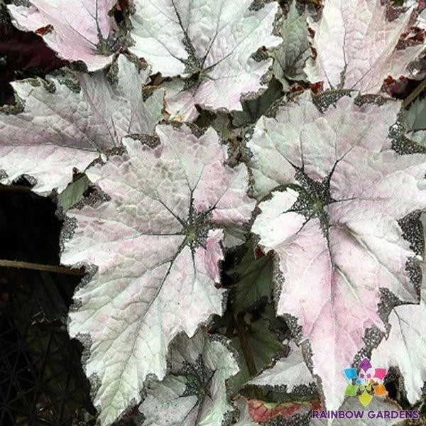 Champagne Bubbles Begonia Seeds - 25+ Seeds for Garden Planting - USA - Begonia 'Champagne Bubbles'