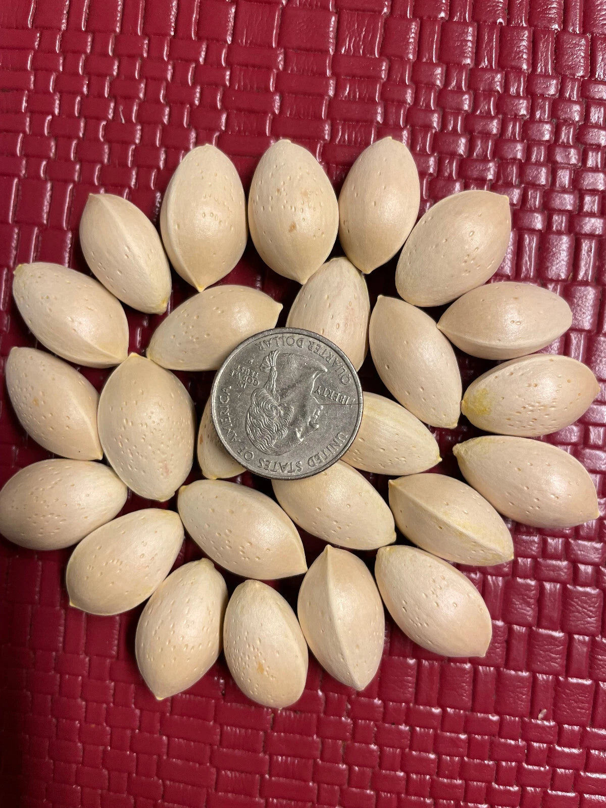 Ginkgo Biloba Seeds - 5 Pack - Maidenhair Tree - Ginkgo biloba - NOV 2024 Harvest - USA Seller