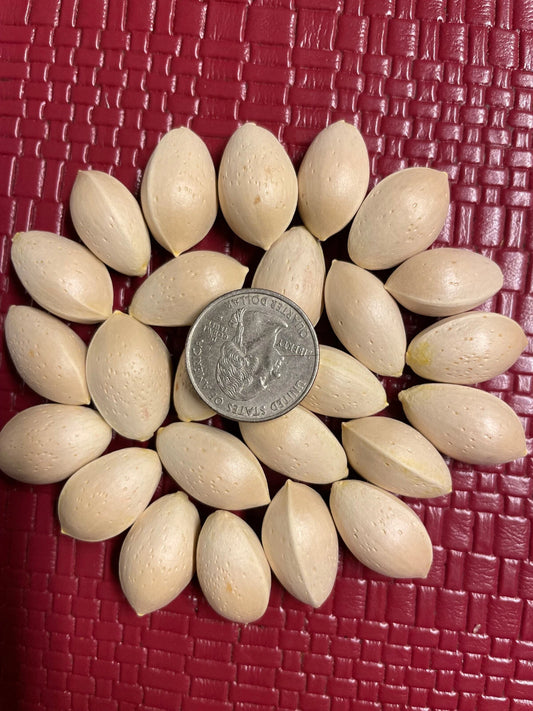 Ginkgo Biloba Seeds - 5 Pack - Maidenhair Tree - Ginkgo biloba - NOV 2024 Harvest - USA Seller