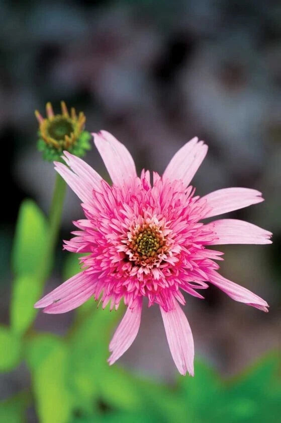 50 Pink Double Delight Coneflower Seeds - Echinacea Purpurea Perennial Flowers - Garden Seeds - USA Grown