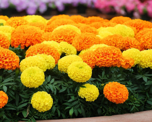 Marigold Seeds for Planting - Cracker Jack Mix - 1,000+ Multi-Colored Seeds - Tagetes erecta