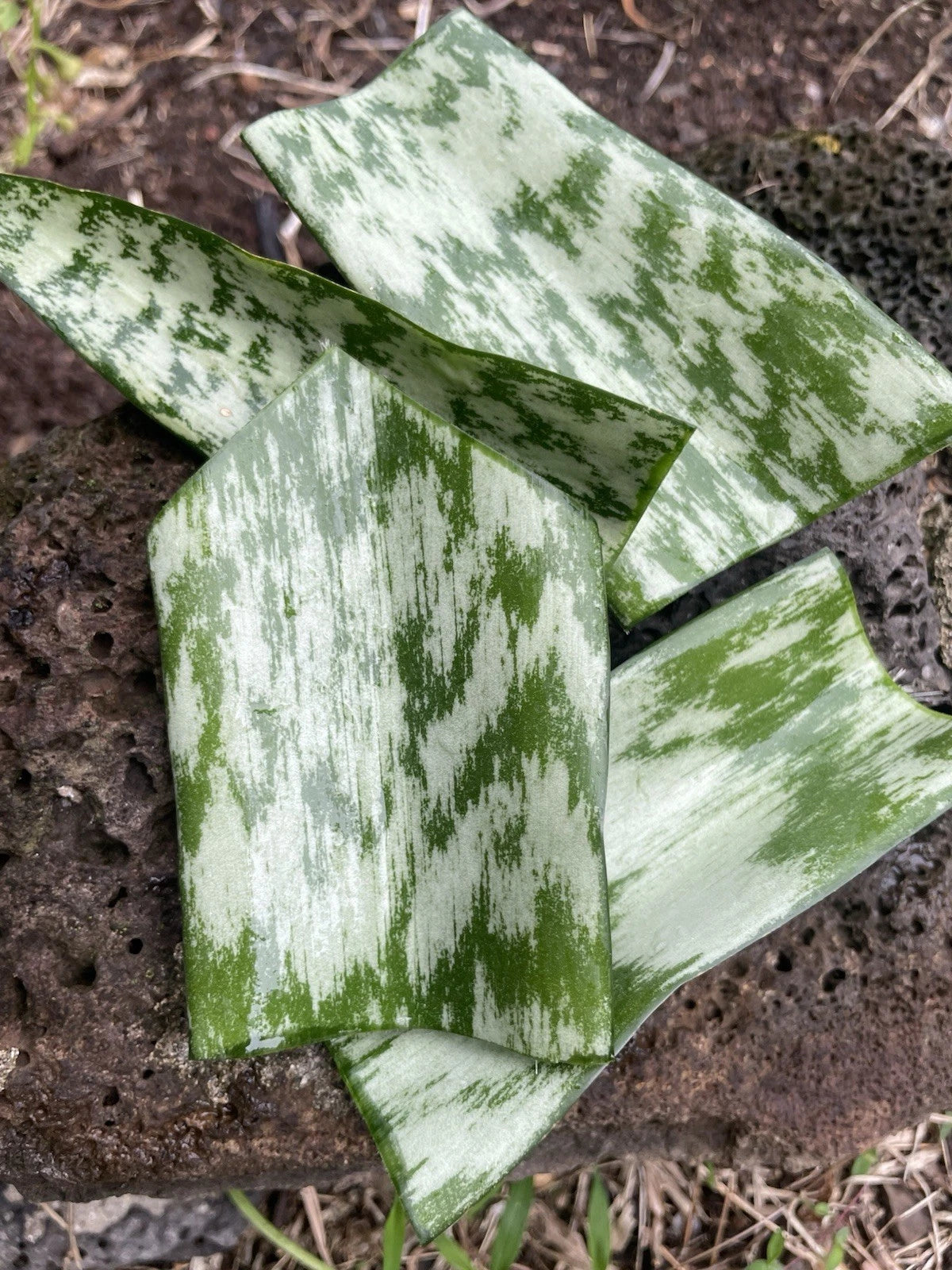9 Sansevieria Snake Plant Starter Leaf Cuttings 4–6" – Hawaii Grown, Organic Unrooted Propagation Leaves, Easy Indoor Houseplant
