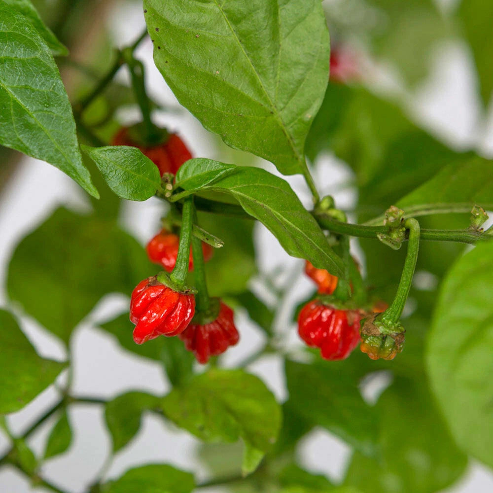 100 Dragon’s Breath Chili Pepper Seeds – Capsicum chinense – World’s Hottest Red Pepper – Extreme Heat Rare Super Hot Variety