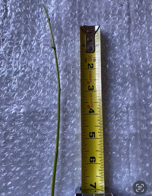 Jack The Bush (Chromolaena odorata) – 15 Fresh Cuttings, 5-Inch Stems – Medicinal Herb, Natural Healing Plant, No Soil or Roots