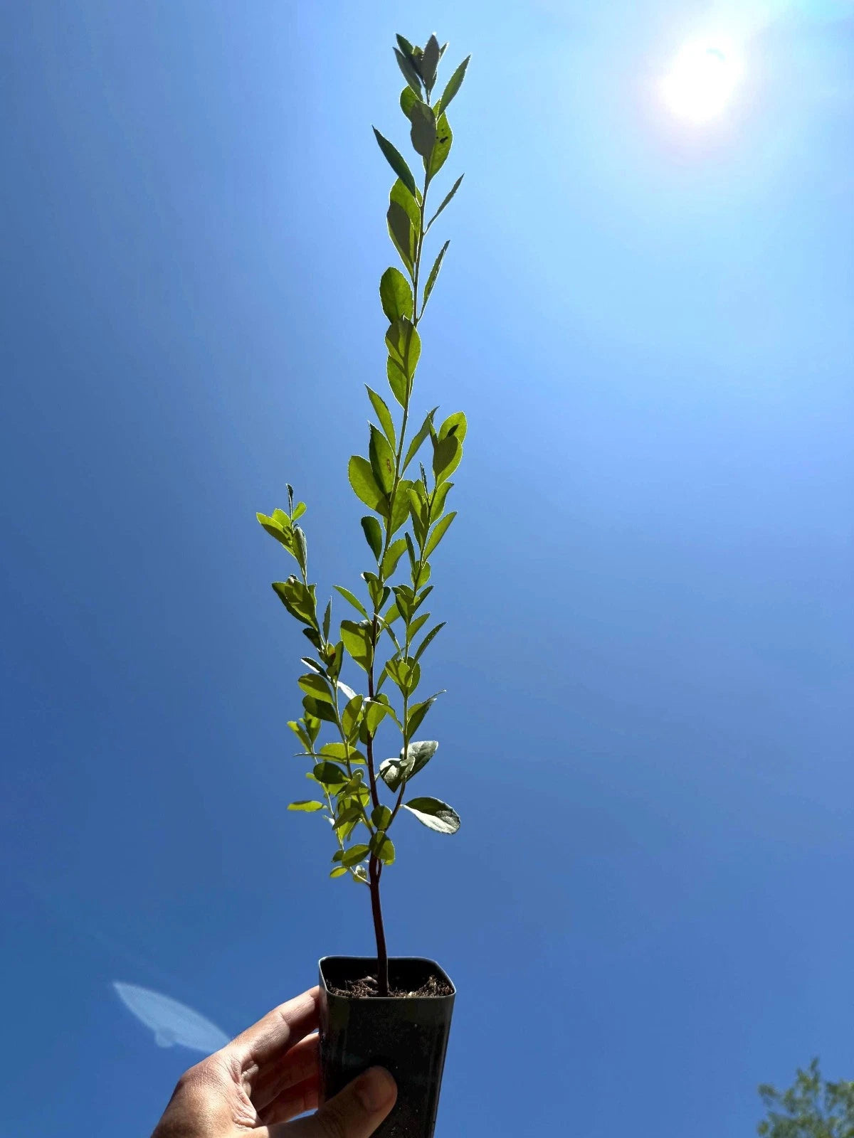 Mayten Tree (Maytenus boaria) | Evergreen Weeping Shade Tree | Drought Tolerant Ornamental | Live Plant 2.5 Inch Pot