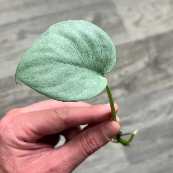 Scindapsus Pictus Silver Hero Cutting Platinum Satin Pothos Trailing Indoor Plant for Propagation