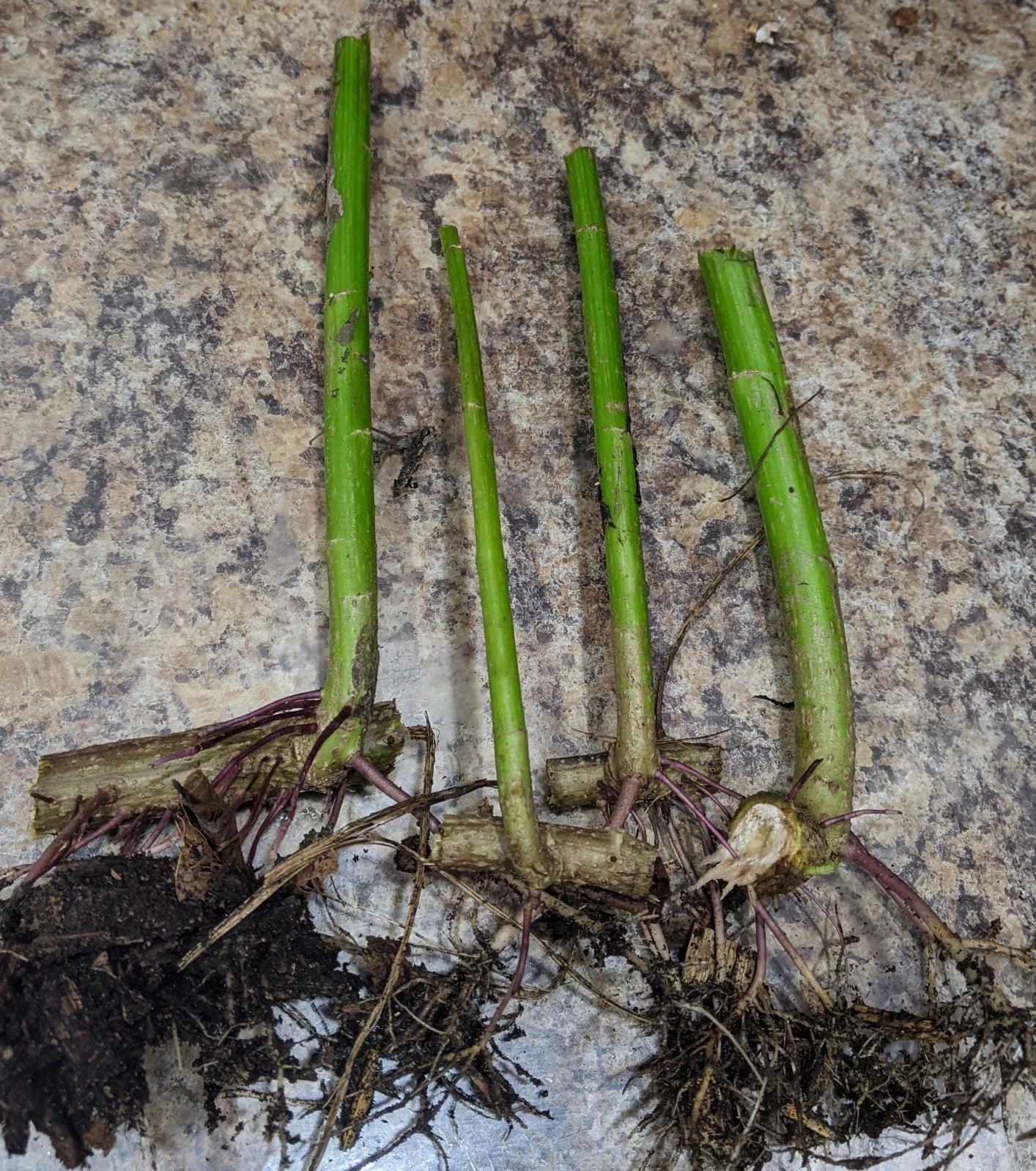 4 Tithonia diversifolia Cuttings – Mexican Sunflower | Live Organic Rooted Cuttings | Fast-Growing Pollinator & Compost Plant