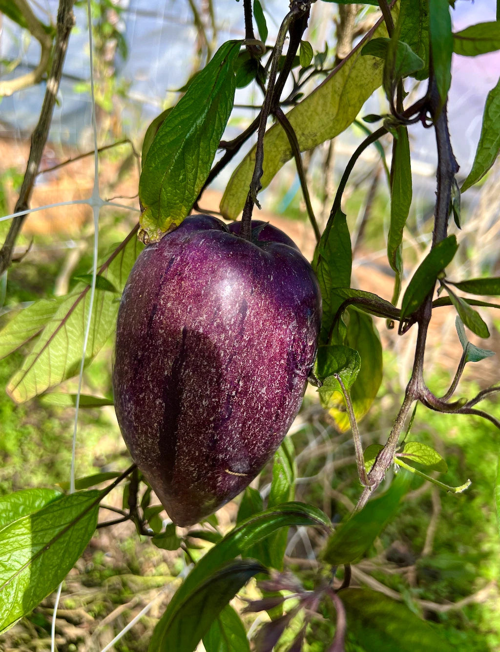 6 Fresh Deep Purple Pepino Melon Cuttings | Unrooted Solanum Muricatum Plant | Sweet Juicy Fruit, Pepino Dulce, Rare Tropical Veggie