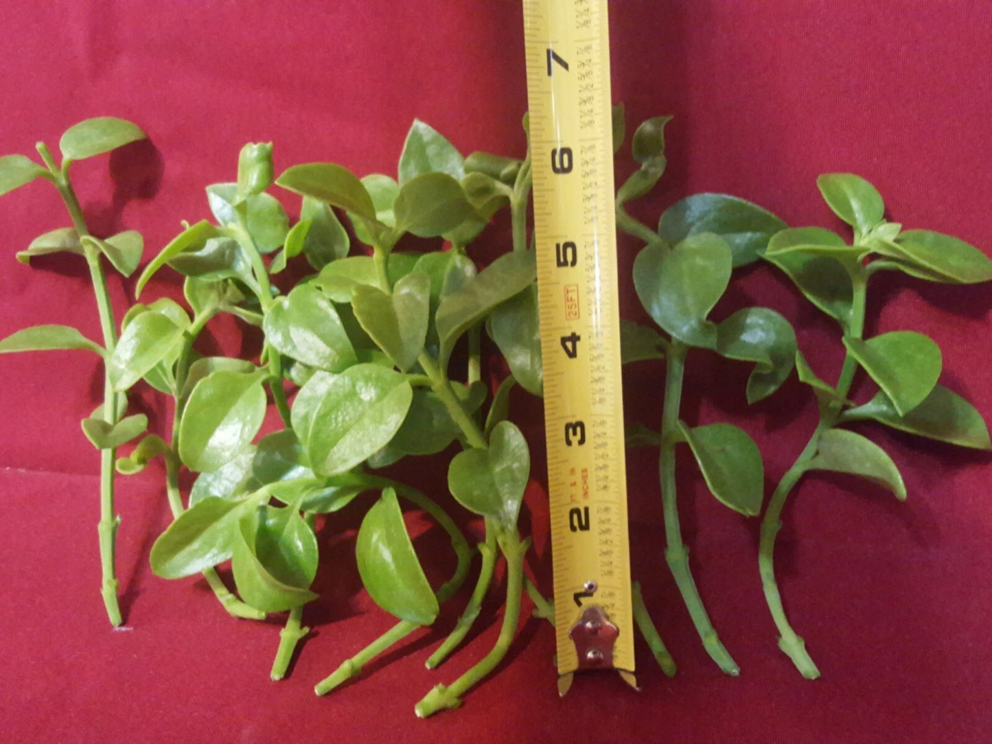 24 Aptenia Cordifolia Red Apple Cuttings | Unrooted 4–6” Sun Rose Cuttings | Succulent Ground Cover for Rooting & Landscaping