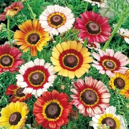 240 Seeds Daisy Painted Tricolor - Tri Color GroCo* - Flower Seeds for Garden Planting - Ideal for Borders or Containers