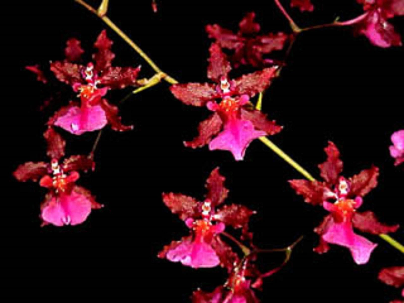 Oncidium Sharry Baby 'Red Fantasy' Orchid Plant 2.5" Pot