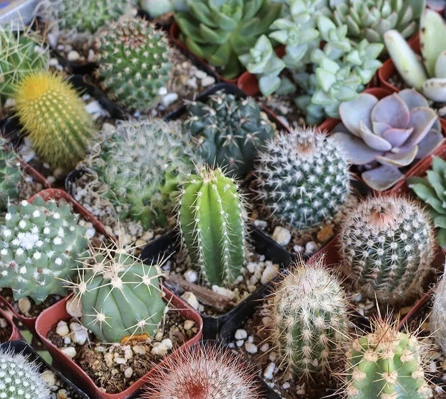 Mixed Cactus Seeds 25+ Variety Succulent Seeds | USA Free Shipping