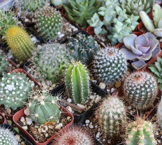 Mixed Cactus Seeds 25+ Variety Succulent Seeds | USA Free Shipping
